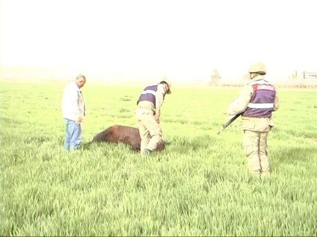 Buğday Ekili Tarlaya Giren At Vurularak Telef Edildi 3