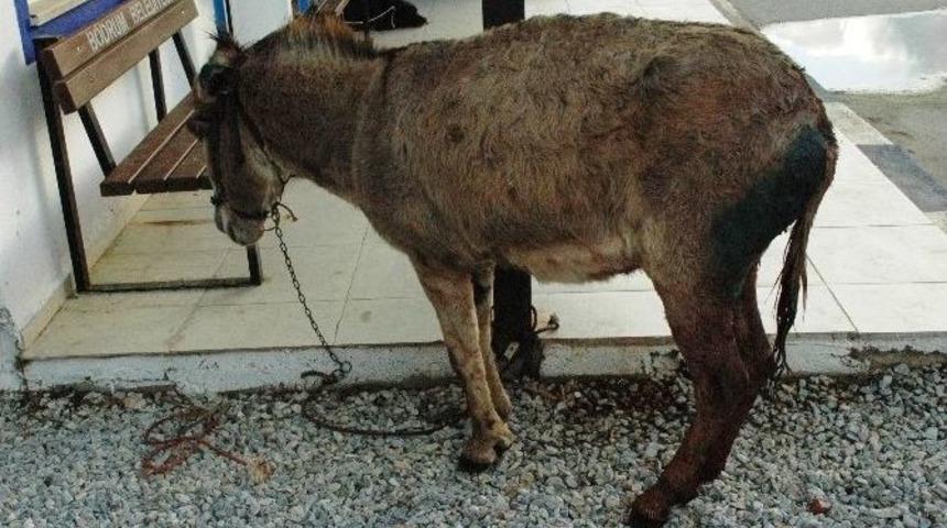 K&ouml;peklerin Saldırdığı Eşeği Hayvan Sever Kadınlar Kurtardı