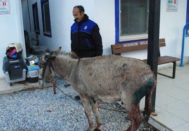 Köpeklerin Saldırdığı Eşeği Hayvan Sever Kadınlar Kurtardı