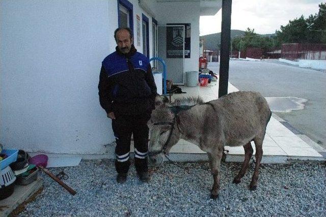 Köpeklerin Saldırdığı Eşeği Hayvan Sever Kadınlar Kurtardı