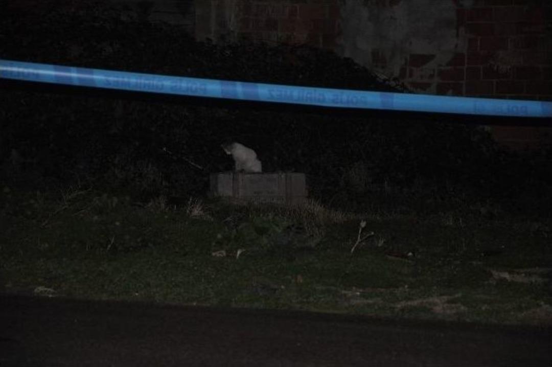 Patlatılan M&uuml;himmat Sandığından Tavşan &Ccedil;ıktı