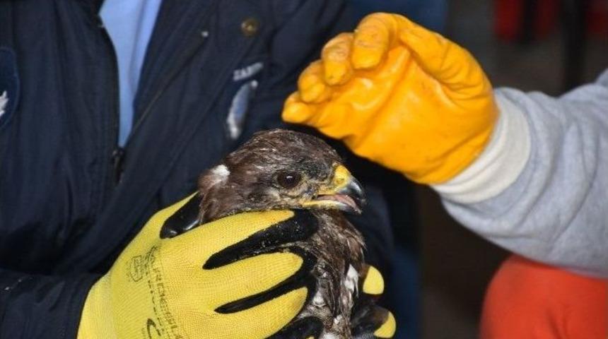 &Ouml;lmek &Uuml;zere Olan Şahine Belediye Sahip &Ccedil;ıktı