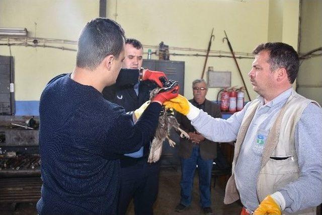 Ölmek Üzere Olan Şahine Belediye Sahip Çıktı