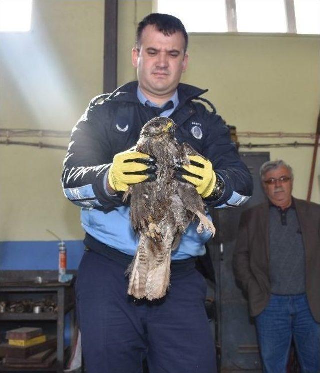 Ölmek Üzere Olan Şahine Belediye Sahip Çıktı