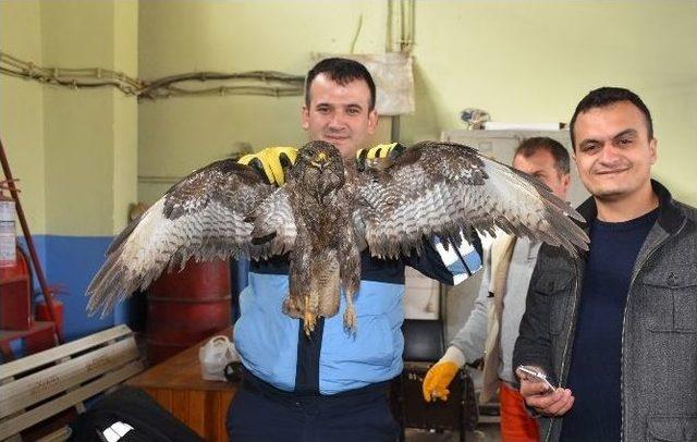 Ölmek Üzere Olan Şahine Belediye Sahip Çıktı