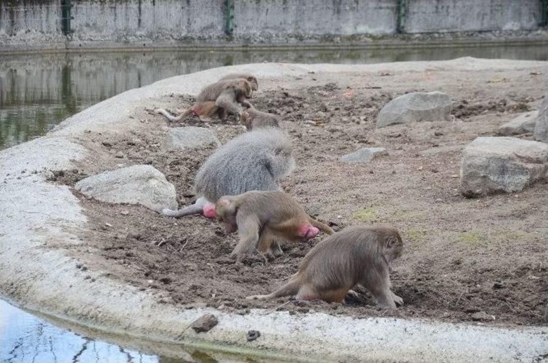 (&ouml;zel Haber) Maymunlar İş Başında