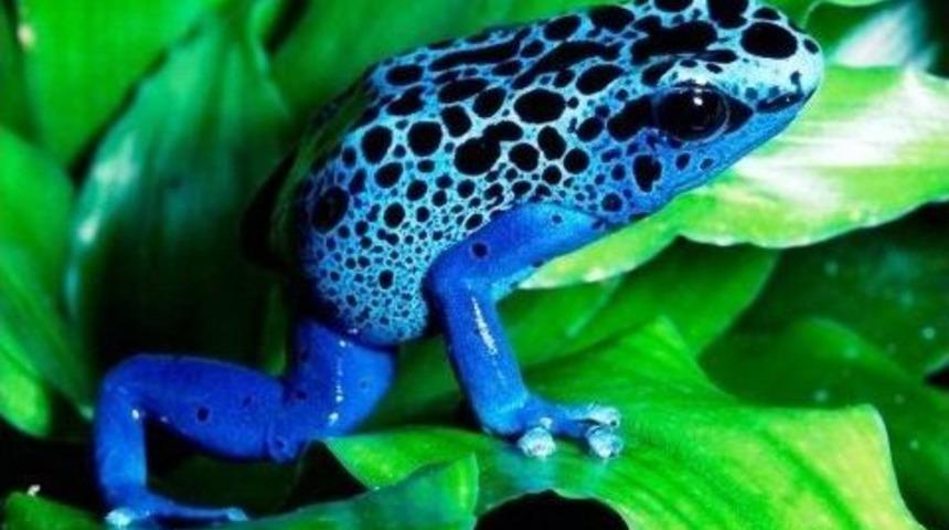 D&uuml;nyanın En Zehirli Minik Kurbağaları, Aqua Vega Akvaryumunda Sergileniyor