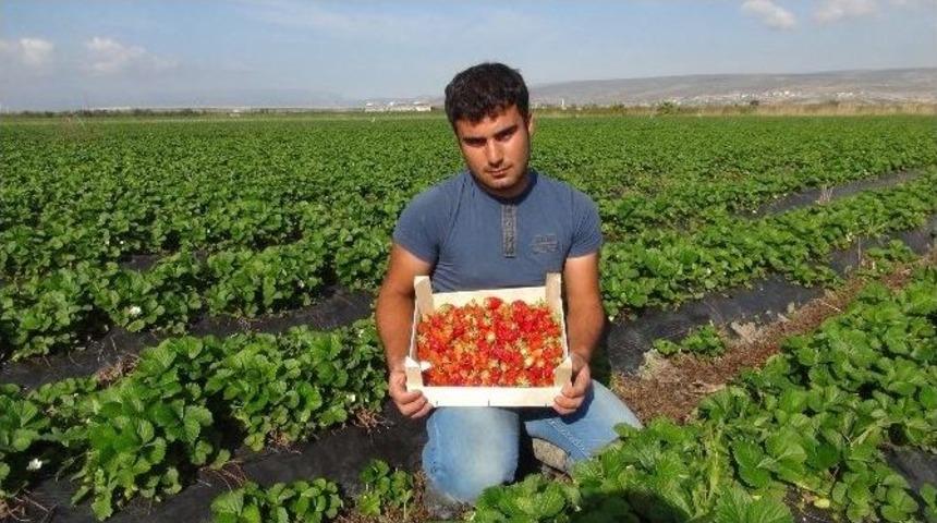 A&ccedil;ıkta &Ccedil;ilek Hasadı Başladı