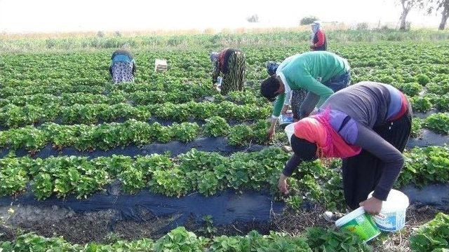 A&ccedil;ıkta &Ccedil;ilek Hasadı Başladı 1