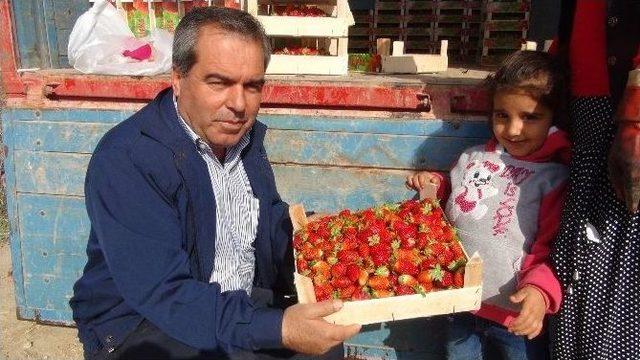 A&ccedil;ıkta &Ccedil;ilek Hasadı Başladı 2
