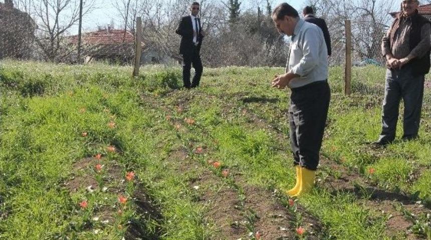Bartın&rsquo;da 2 &Ccedil;ift&ccedil;i Lale Soğanı Yetiştirmeye Başladı
