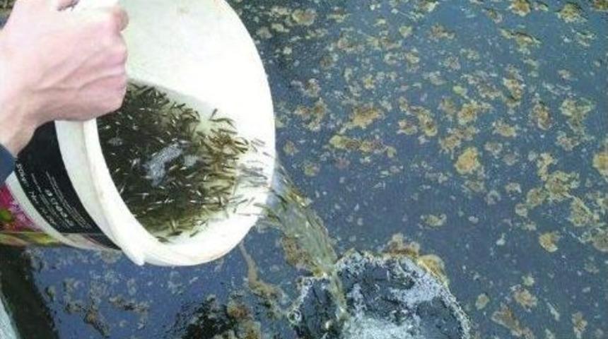 Gazipaşa&rsquo;da Sineğe Karşı Balıklı M&uuml;cadele