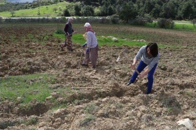 İki Bin Badem Fidanı Toprakla Buluştu