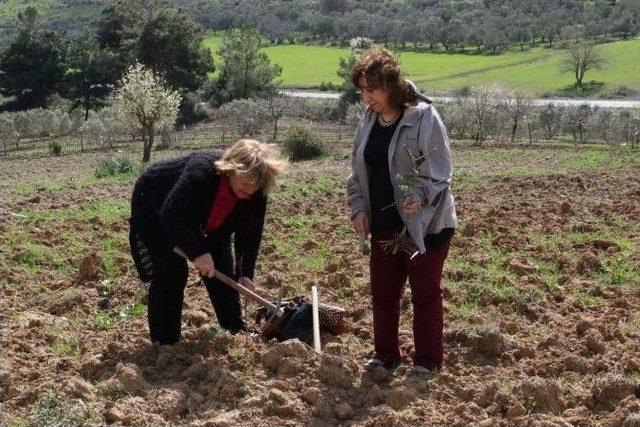 İki Bin Badem Fidanı Toprakla Buluştu