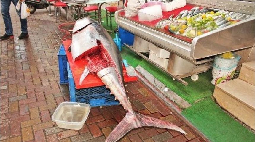 188 Kiloluk Orkinosun İ&ccedil;inden 20 Kilo Hamsi &Ccedil;ıktı