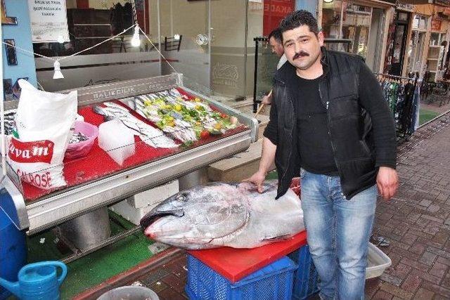 188 Kiloluk Orkinosun İçinden 20 Kilo Hamsi Çıktı