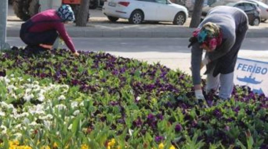 Lapseki İl&ccedil;esinde Ağa&ccedil;landırma &Ccedil;alışmaları