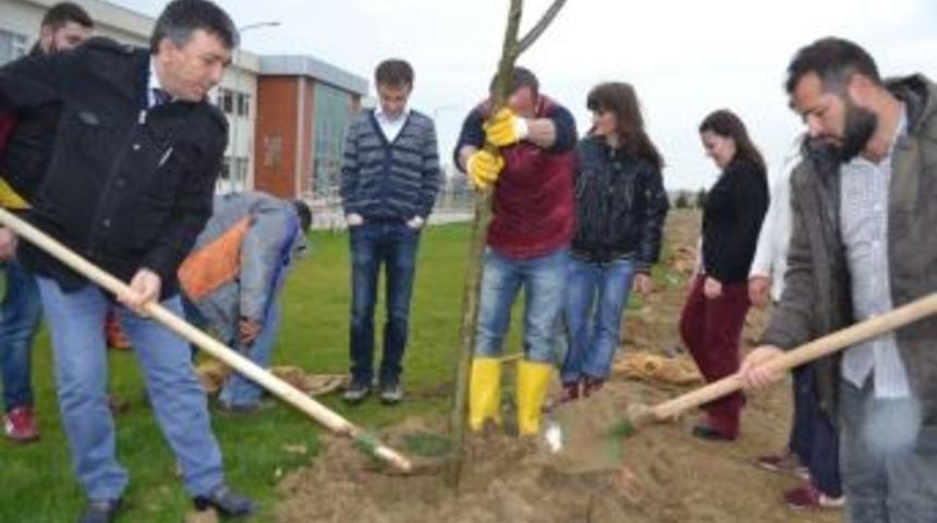 Gelibolu&rsquo;da Yağmur Altında Fidan Diktiler