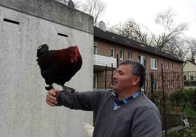 (özel Haber) Çok Sevdiği Horozlarına Cumhurbaşkanı’nın Adını Koydu