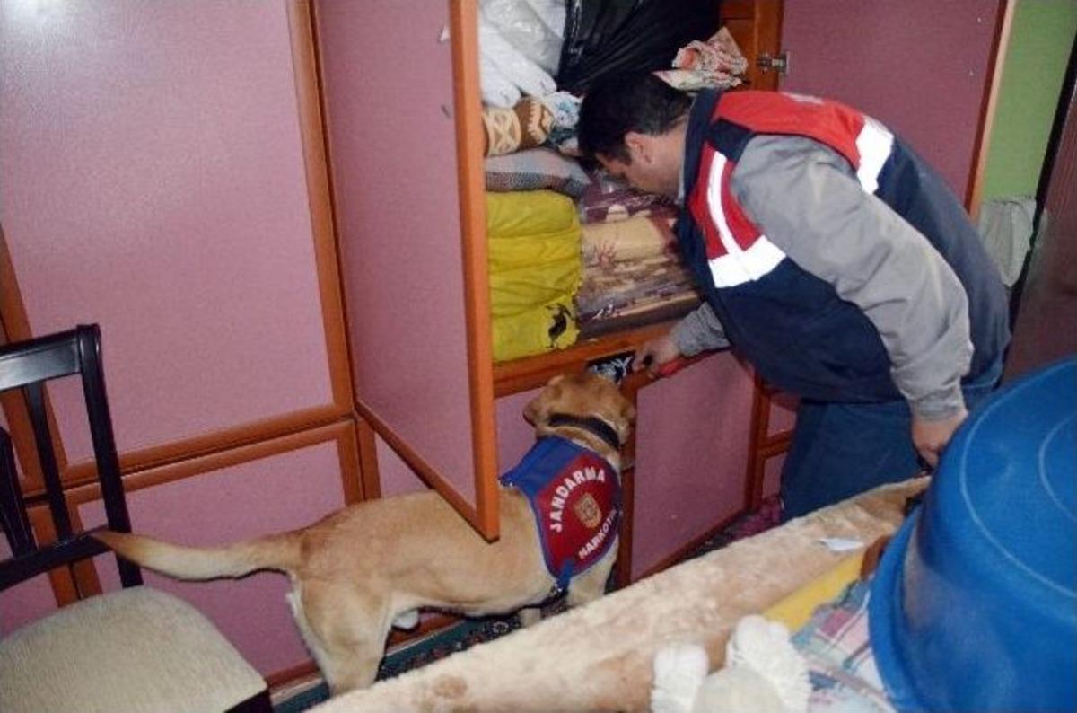 Dedekt&ouml;r K&ouml;pekli Uyuşturucu Operasyonu