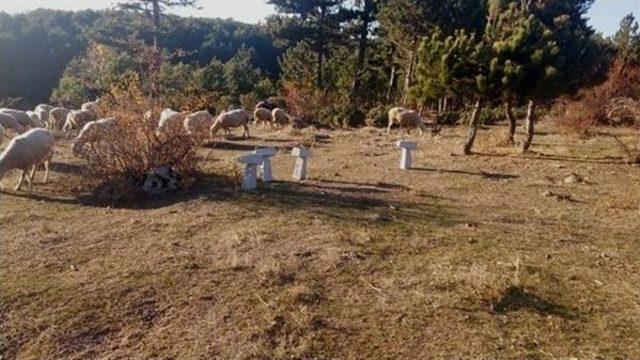 Gediz’de Mera Islah Çalışması