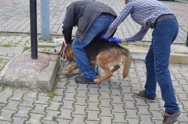 Yalova’da Hayvanlara Kuduz Aşısı