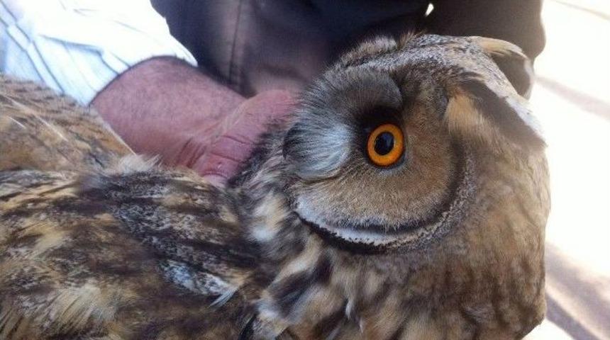 &Ccedil;am Ağacında Mahsur Kalan Baykuşu İtfaiye Ekipleri Kurtardı