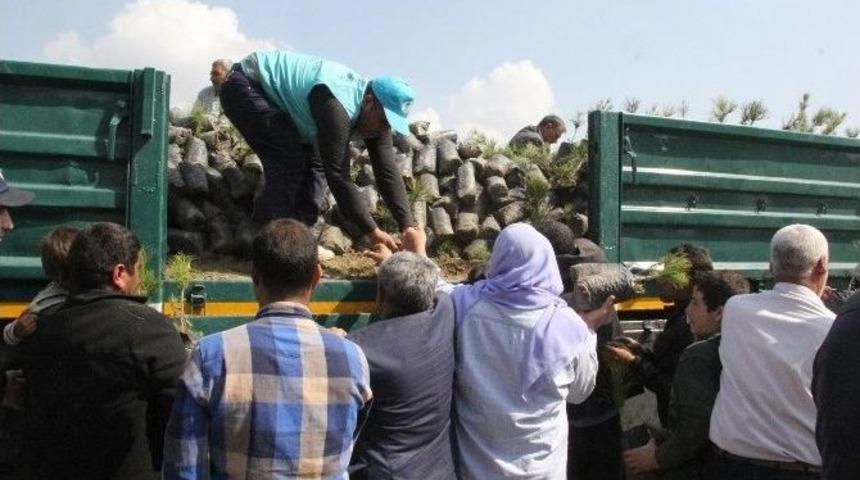 Ey&uuml;biye Belediyesi Vatandaşa 10 Bin Adet &Ccedil;am Fidanı Dağıttı