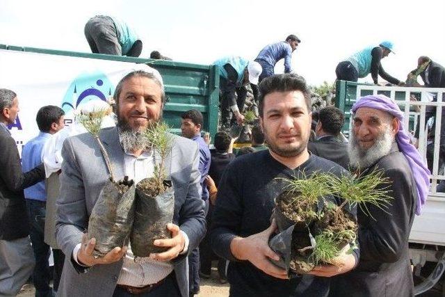 Eyübiye Belediyesi Vatandaşa 10 Bin Adet Çam Fidanı Dağıttı