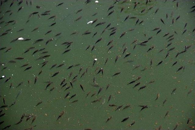 Sıcak Havanın Keyfini Balık Tutarak &Ccedil;ıkardılar 2