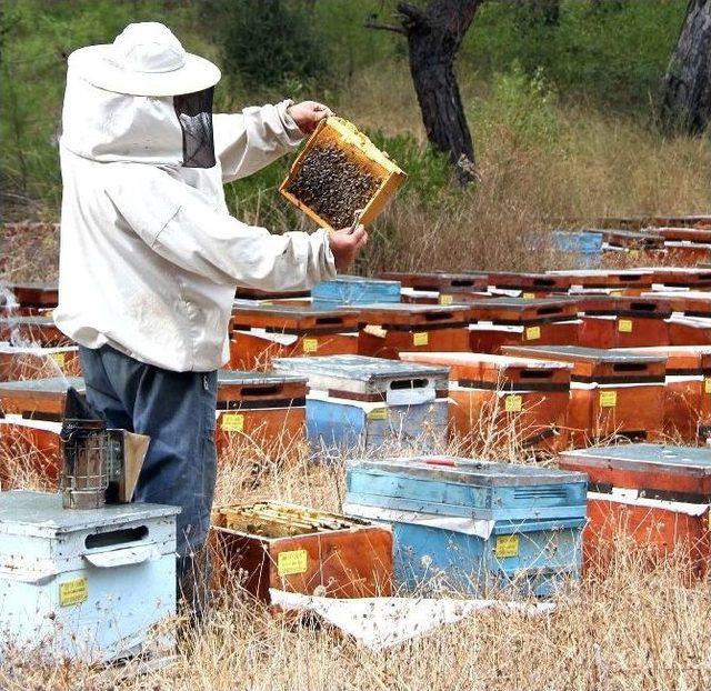Muğla Arıcısı Gezginci Arıcılığa Karşı 1