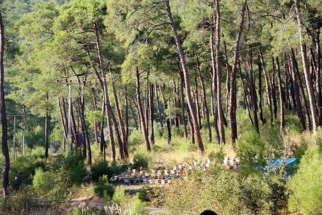 Muğla Arıcısı Gezginci Arıcılığa Karşı 2