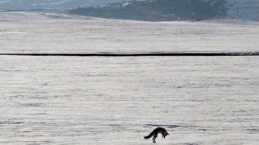 Tilkinin Kar Altında Avı