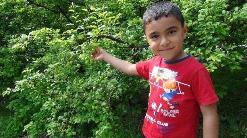 Silifke&rsquo;de Erik Hasadı Başladı