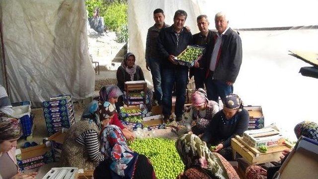 Silifke’de Erik Hasadı Başladı