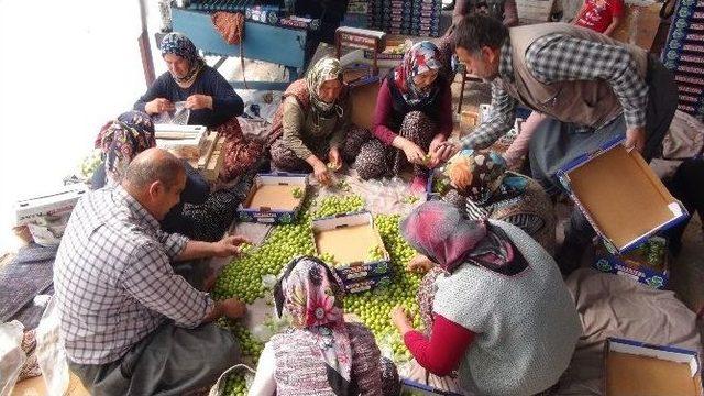 Silifke’de Erik Hasadı Başladı