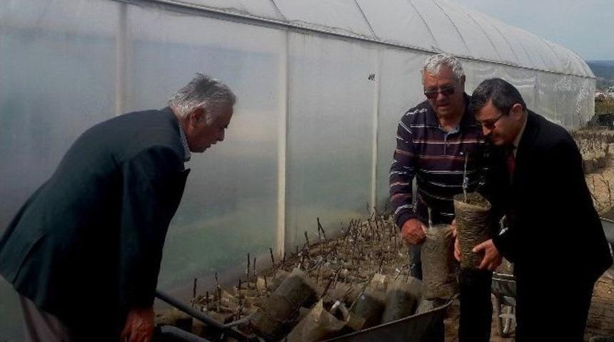 &Uuml;reticilere Dağıtılacak Fidanlar Aşılandı