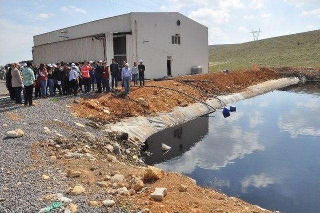 Kent Konseyi Üyeleri Katı Atık Sahasına Fidan Dikti 1
