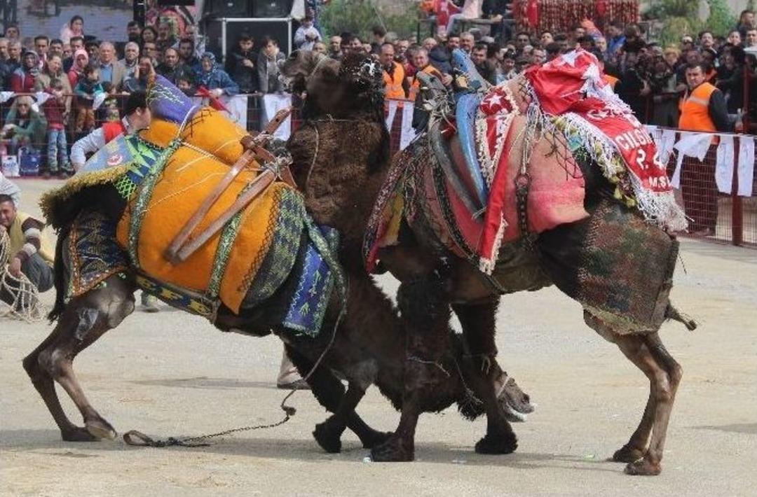 Bayraklı Deve G&uuml;reşleri İle Şenlendi