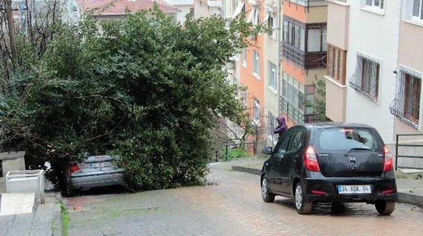 Otomobilin Üzerine Ağaç Devrildi