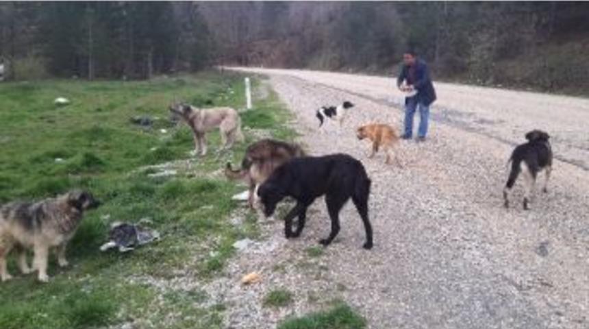 Orhaneli Yolundaki K&ouml;peklere S&uuml;r&uuml;c&uuml;ler Sahip &Ccedil;ıkıyor