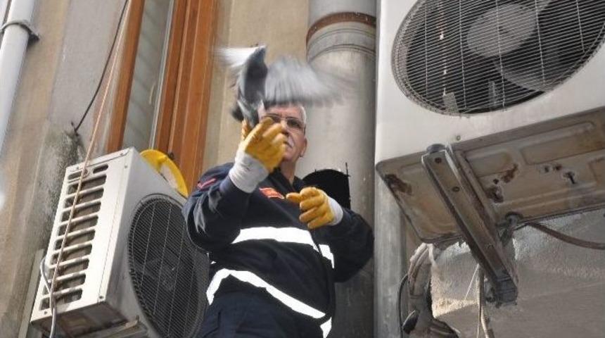 Bacayı Kesip G&uuml;vercinleri Kurtardılar