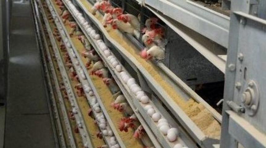 (&ouml;zel Haber) Bu Fabrikada Yumurtanın Akı İle Sarısı Ayrılıyor