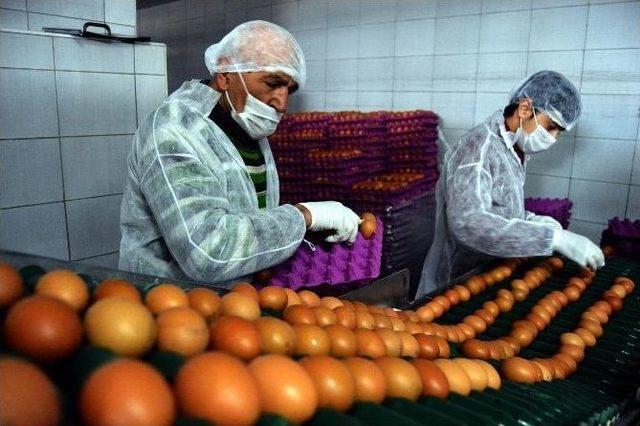 (özel Haber) Bu Fabrikada Yumurtanın Akı İle Sarısı Ayrılıyor 2
