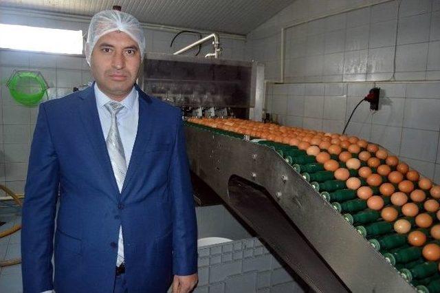 (özel Haber) Bu Fabrikada Yumurtanın Akı İle Sarısı Ayrılıyor 3