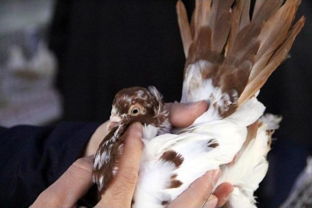 Kanatlı Hayvan Fiyatları Dudak U&ccedil;uklattı