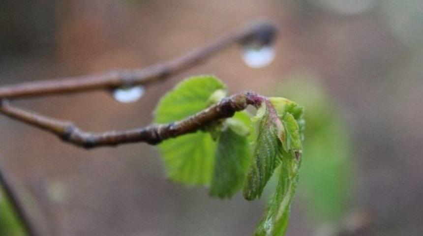 Soydan: "zirai Don Yaşanabilir"