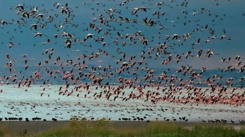 Su Kuşu Sayımları Tamamlandı
