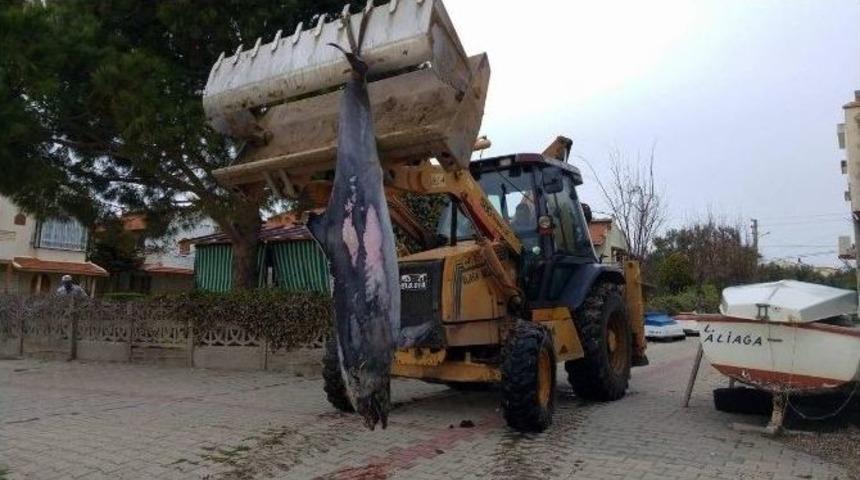 Aliağa&rsquo;da &Ouml;l&uuml; Yunus Karaya Vurdu