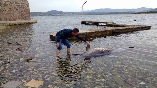 Aliağa’da Ölü Yunus Karaya Vurdu